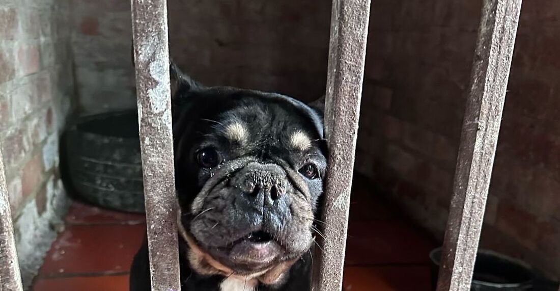 AnimalesBOG's tweet photo. #Noticias | Criaderos ilegales en Bogotá: donde el sufrimiento animal se esconde.

Esta es una pequeña radiografía de esta situación de maltrato que enfrentan los animales en nuestra ciudad.👇

🔗 https://t.co/acCKacsne3 https://t.co/dUa4F1szQU