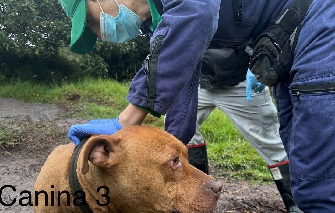 #Noticias | Criaderos ilegales en Bogotá: donde el sufrimiento animal se esconde.

Esta es una pequeña radiografía de esta situación de maltrato que enfrentan los animales en nuestra ciudad.👇

🔗 animalesbog.gov.co/noticias-pyba/…