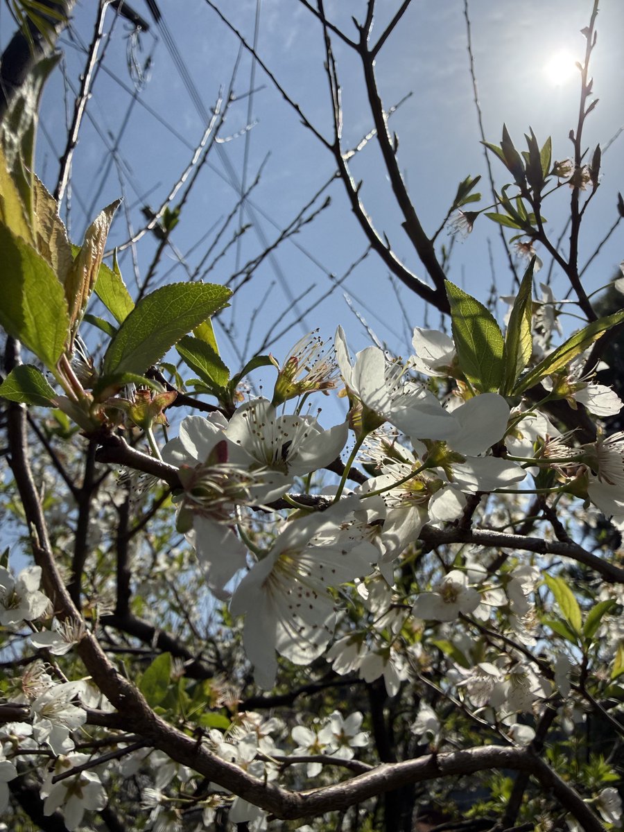 文鳥ふみこ@VTuber? tweet media