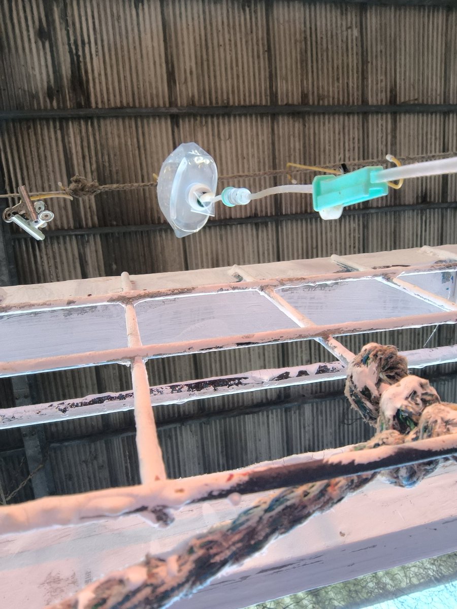 🐢💨 tweet media