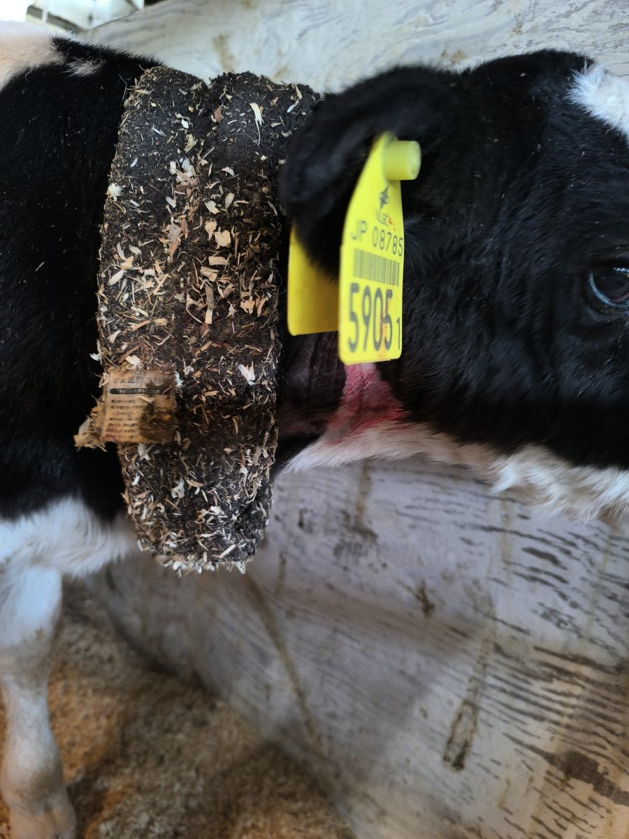 🐢💨 tweet media