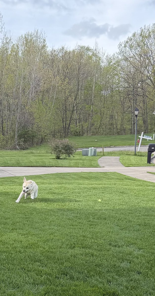 Sammy - a good doggie tweet media