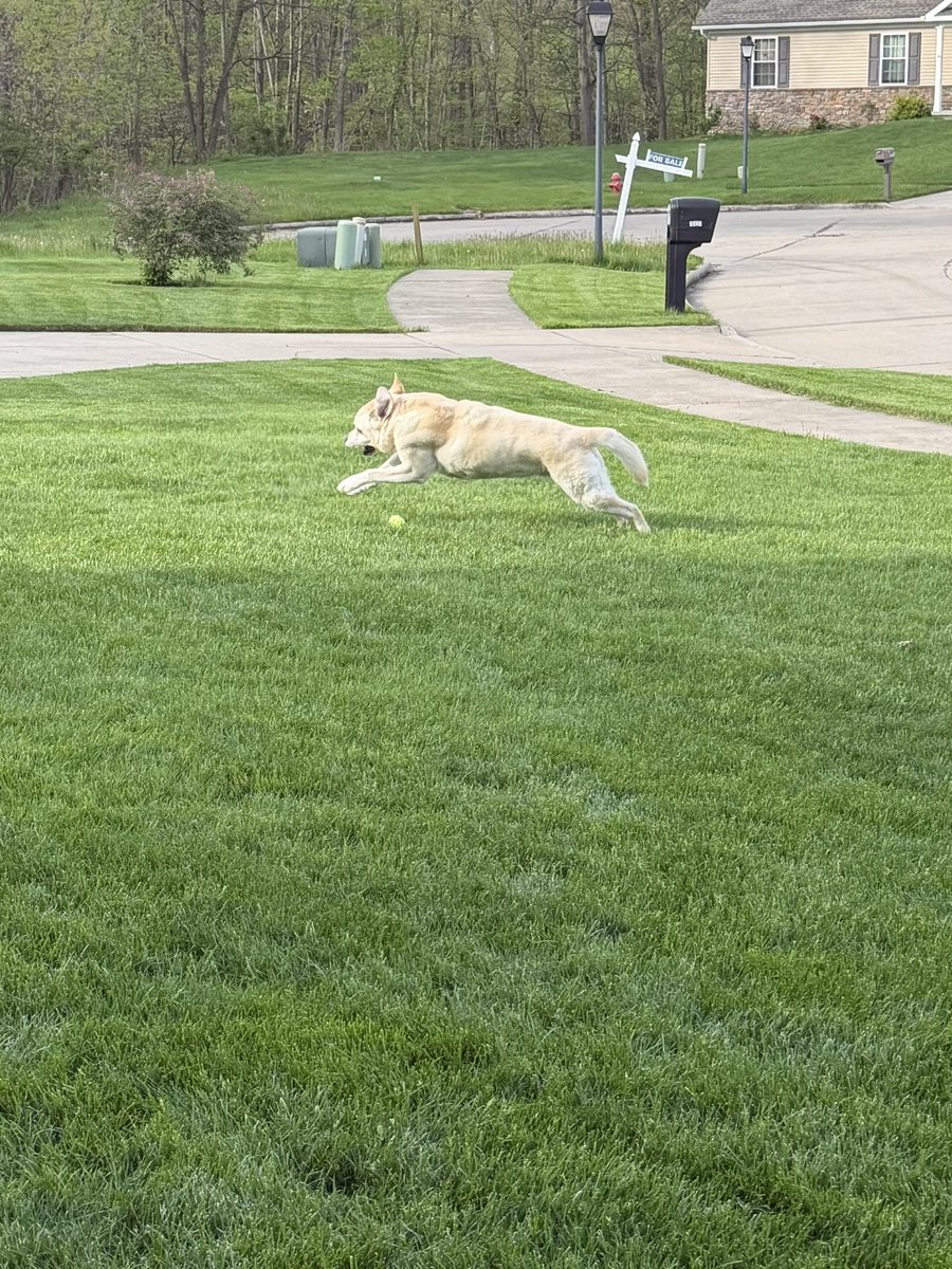 Sammy - a good doggie tweet media