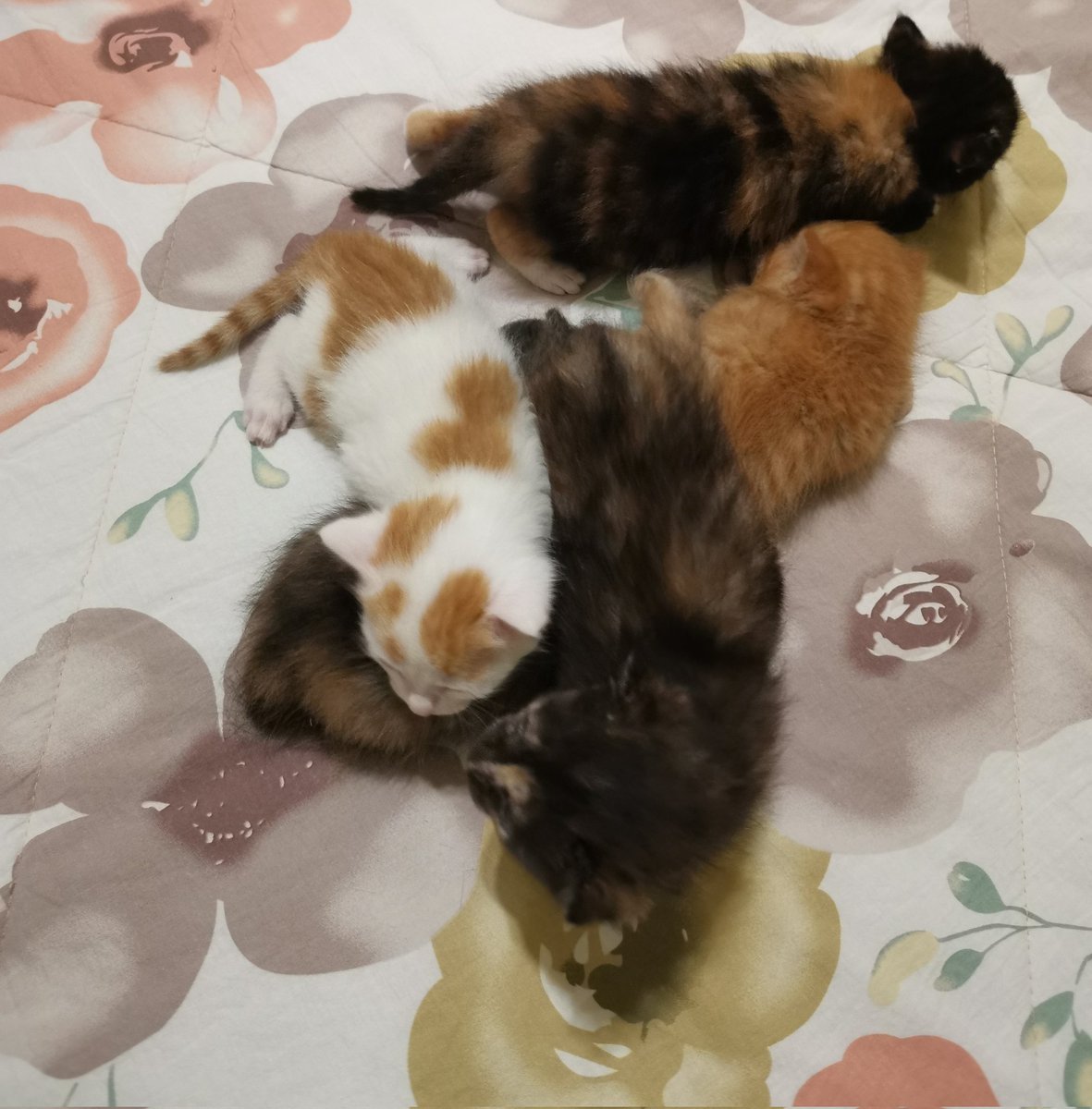 iSegar0 || سگارو tweet media