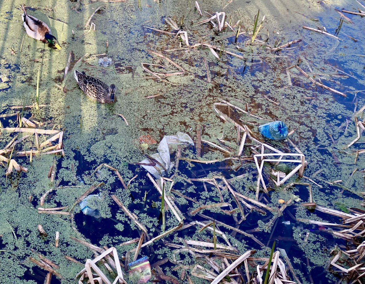 will_linsdell's tweet image. Beulah Hill pond has been sadly neglected by Croydon Council and is now a danger to wildlife rather than a haven. 

I have written to senior people at the Council asking for urgent action.   

Vote @CroydonLabour &amp;amp; @RowennaDavis on May 7th to put #PeopleFirst (and ducks!) 🦆 🦆