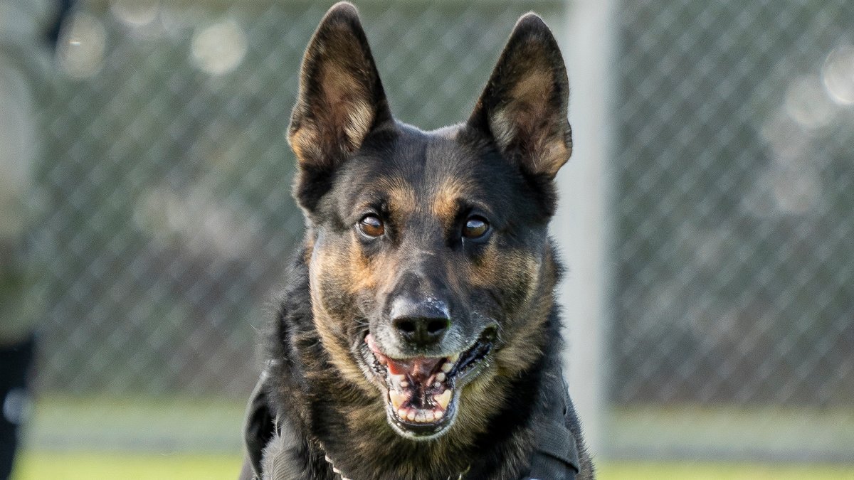 Vancouver Police tweet media