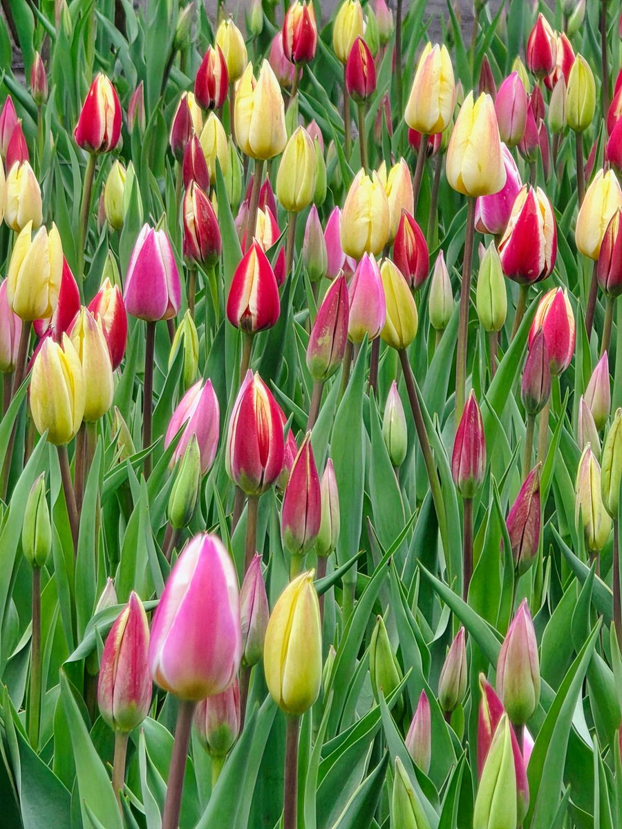 Kat_in_niagara's tweet image. Tulips ready to bloom as far as my eyes could see after work today. 🌷🌷🌷
 #niagarafalls @ThePhotoHour #StormHour #ShareYourWeather