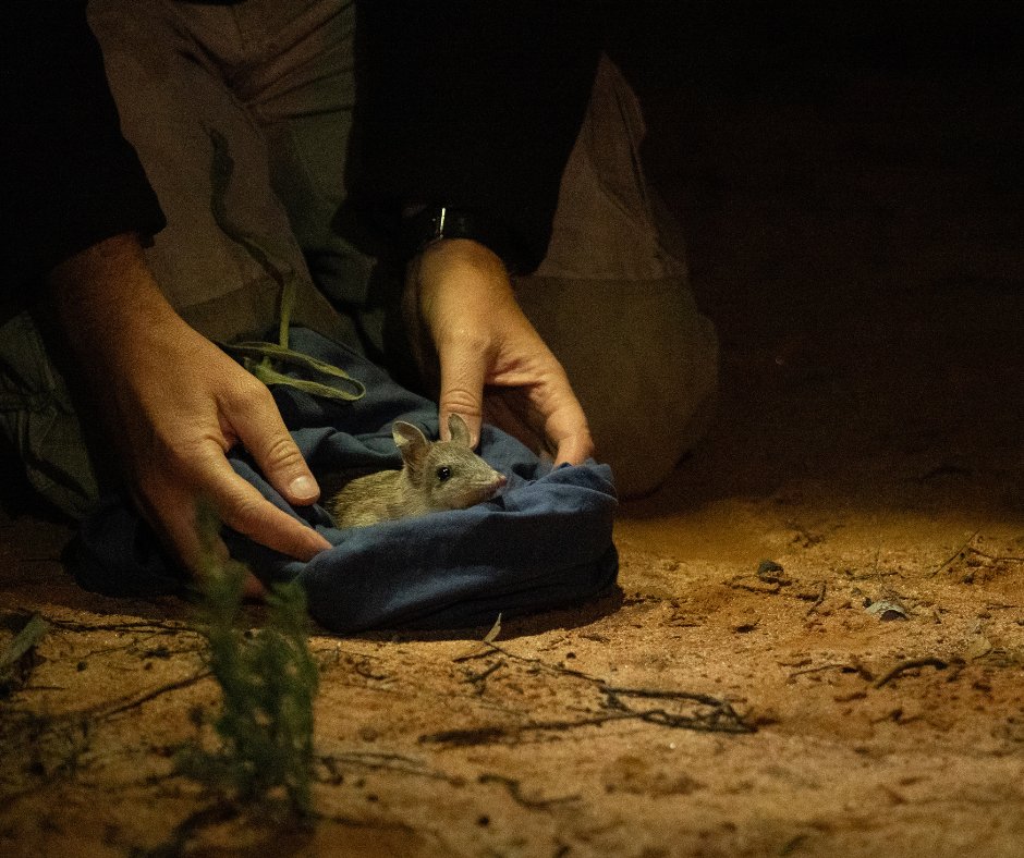Australian Wildlife Conservancy tweet media