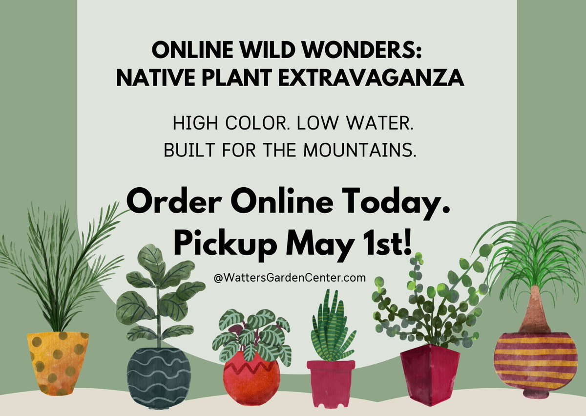WattersGardenCn's tweet image. Go Wild. Go Native. Go Online. 🌵✨
🛒 Shop now: wattersgardencenter.com/collections/wi…
🗓️ Special Pickup: May 1st at Watters Garden Center.

#WildWonders, #NativePlants, #WattersGardenCenter, #PrescottAZ, #SustainableGardening, #ArizonaNative, #MountainGardening, #OnlineExclusive