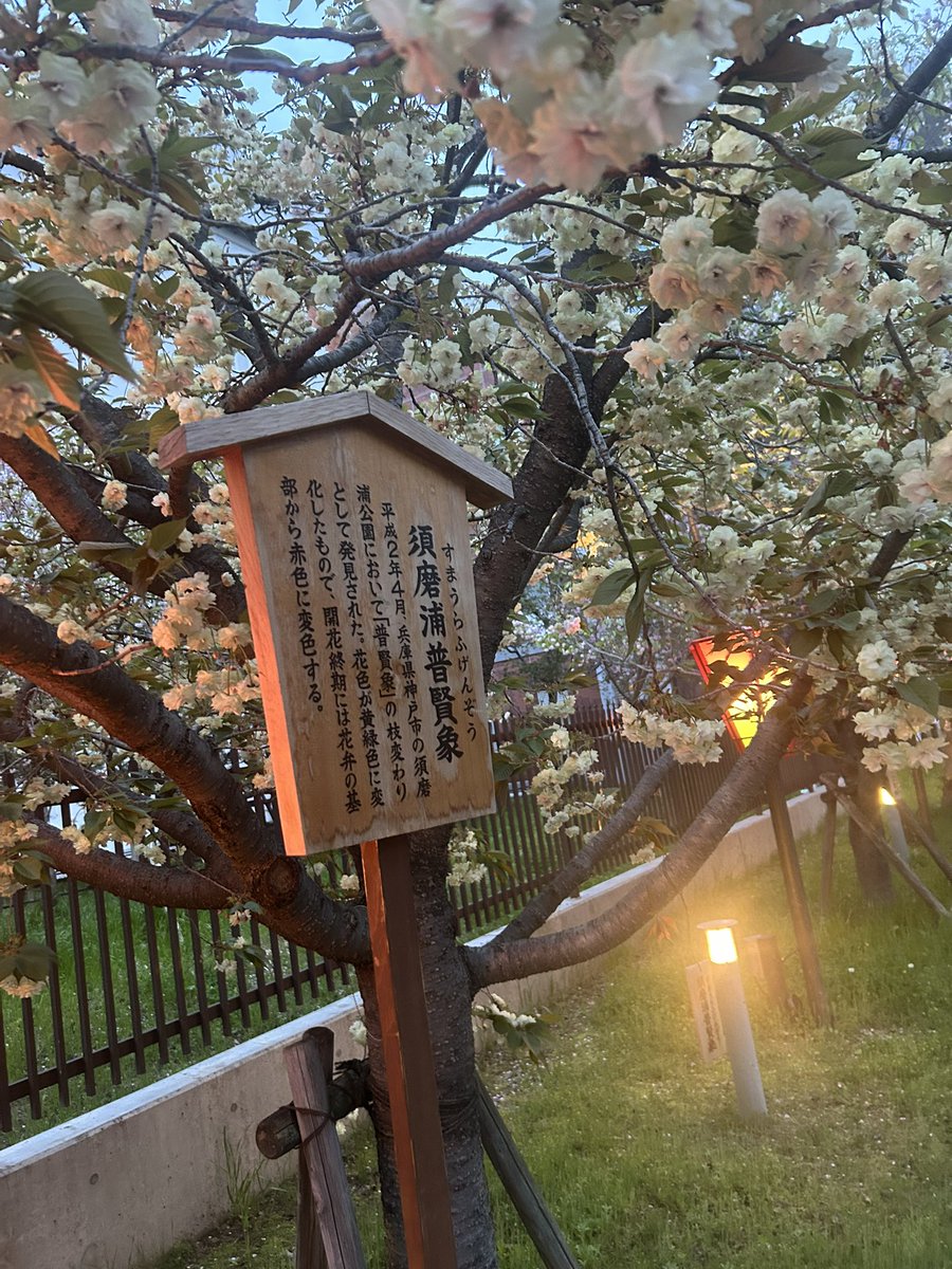 tashima06's tweet photo. ちょっと前に行った桜の通り抜け🌸
疲れたけど楽しかった！ https://t.co/kHpzydIv0q