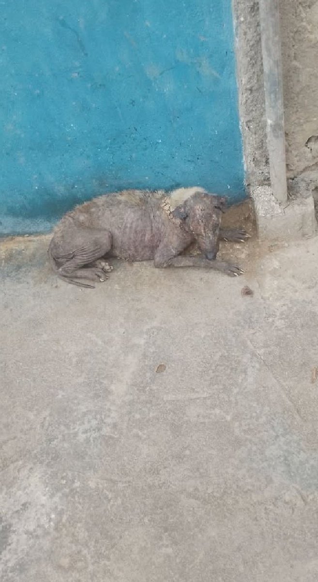 PerroUsuario Wof '•' tweet media