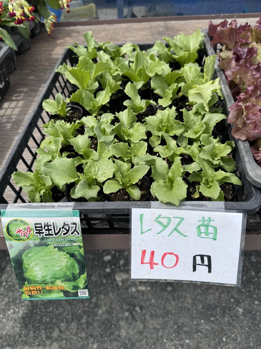 下北産直およれんせ tweet media