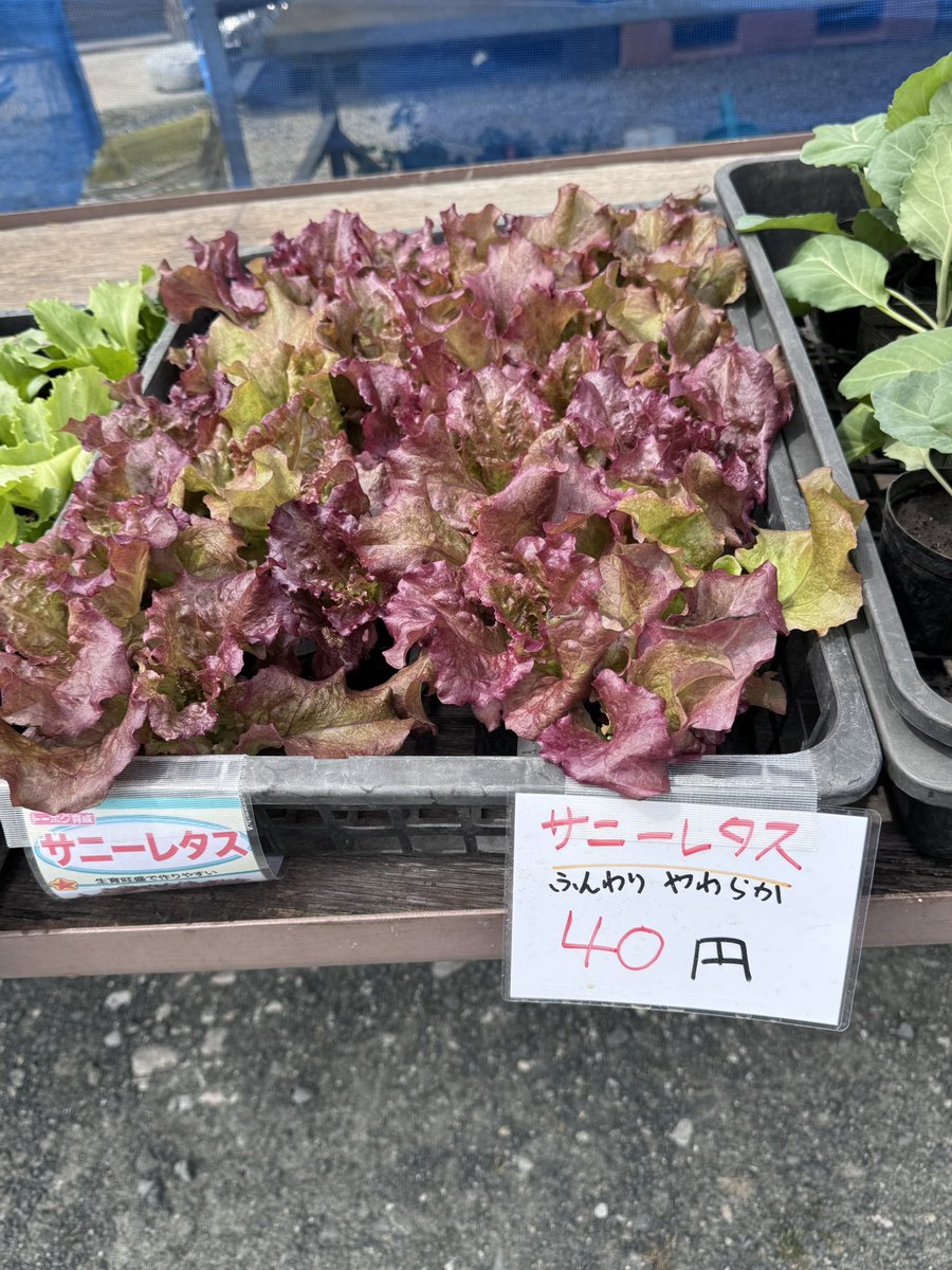 下北産直およれんせ tweet media