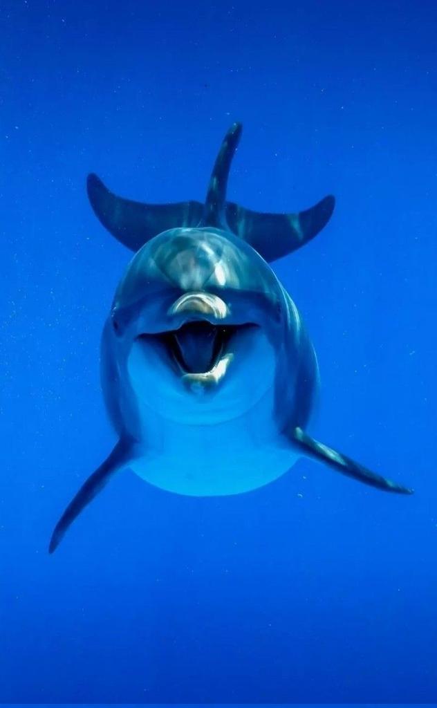 Blue Ocean (@blueocean3276) on Twitter photo 