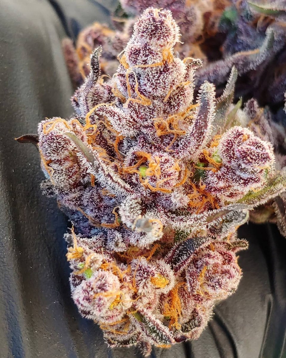 JT Exoticz 420 tweet media