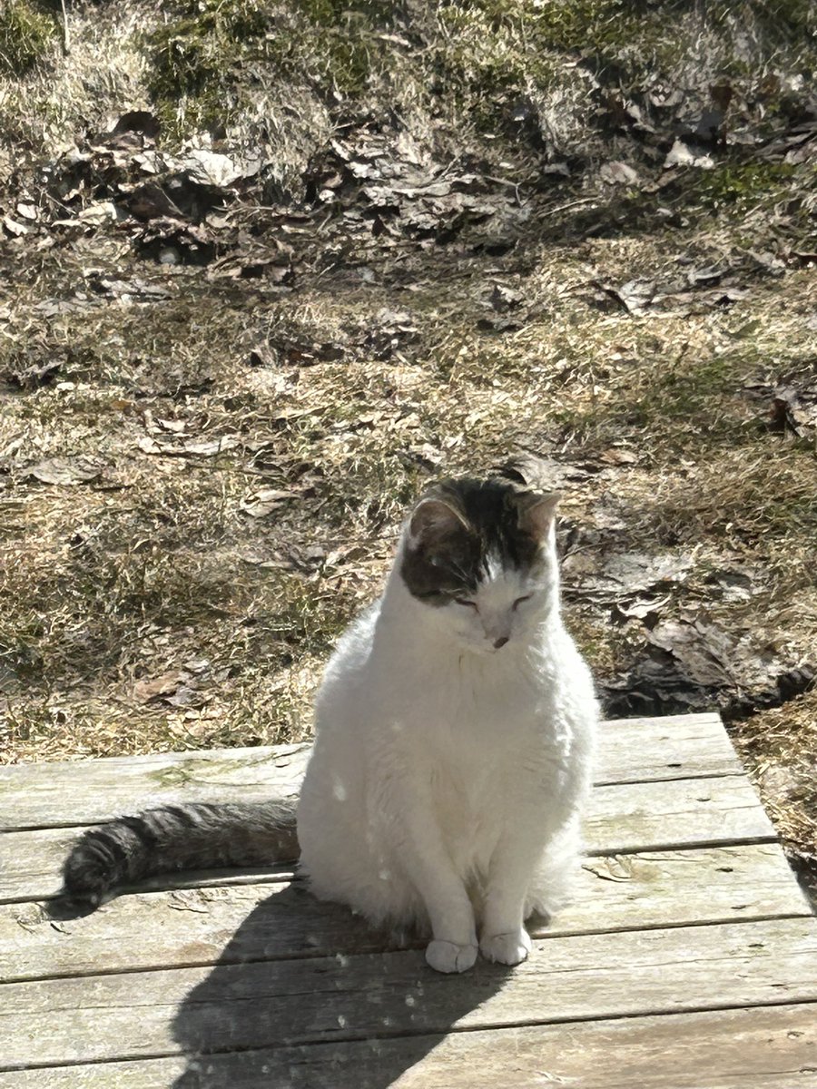 Daphne 🇨🇦🇨🇦🇨🇦 tweet media