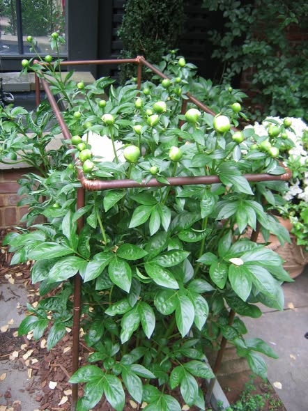 WDCGardener's tweet image. Garden Tip of the Day: Are your peonies growing tall and heavy with flower buds? (Most peonies were bred as cut-flowers and will tend to flop.) Think about putting in support now before spring storms knock them down. #gardendc #gardening #gardentips #gardenhack