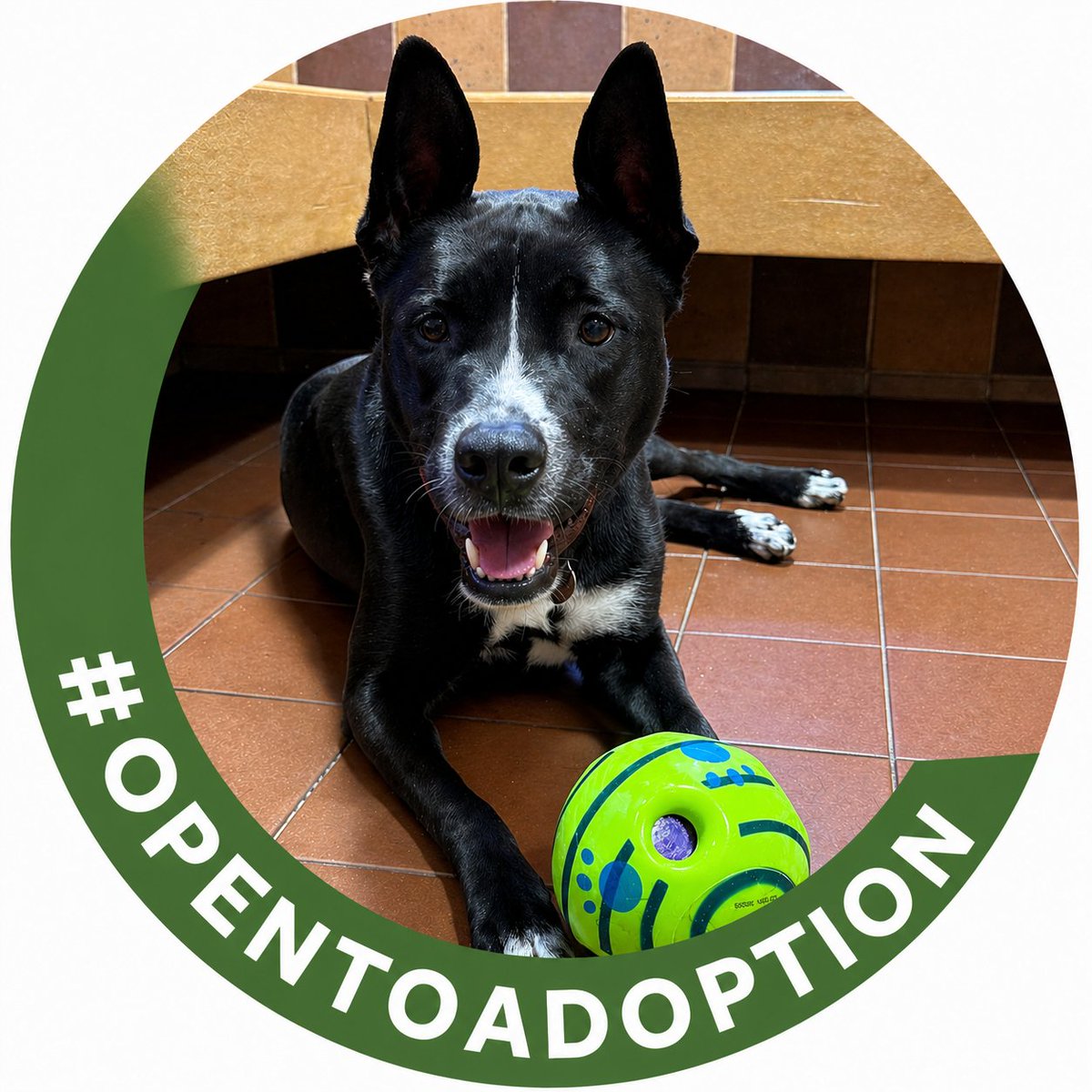 AnimalLeague's tweet photo. 💼 Now Networking: Pop (#LA5458) 💼
Title: Director of Loyalty, Love & Second Chances
Experience: 2 years of growth, resilience, and heart-first connection
Location: Port Washington, NY → Open to relocation
Pop has spent most of her young life preparing for one thing: her forever role. 💔
Rescued in the summer of 2023, the world once felt overwhelming—but in a loving foster home, she discovered safety, trust, and what it truly means to be loved. And she’s been blossoming ever since. 🌼
🔑 Core Strengths:
✔️ Affectionate, loyal, and deeply loving
✔️ House-trained with basic command knowledge
✔️ Playful, goofy, and full of personality
✔️ Gentle communicator (will politely request love or treats 🐶💕)
🐾 Personality Snapshot:
With her soft brown eyes and signature happy smile, Pop has a way of making every connection feel instant and genuine. She brings both fun energy and a sensitive, thoughtful heart to the table.
🎯 Ideal Opportunity:
Pop is seeking an experienced adopter in a home with older children and no other pets, where she can receive the structure, patience, and stability she deserves.
❤️ Career Objective:
To finally step into the role she’s been waiting for—bringing unconditional love, joy, and companionship to a family who chooses her.
📩 Let’s connect: Pop is currently #OpenToAdoption at our Port Washington, NY Adoption Center.
She’s watched others move on to their forever homes…
now it’s her turn. 🏡💞