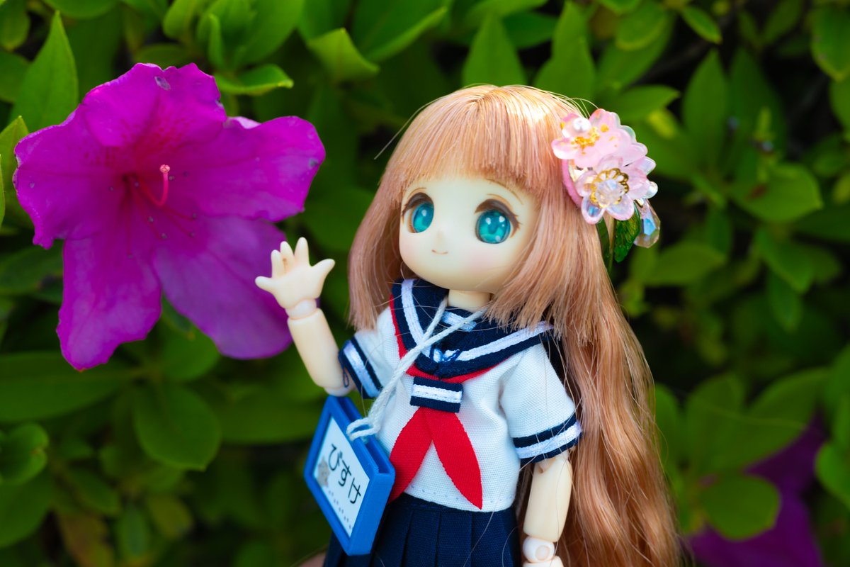 ビスケちゃんと早朝お散歩🚶🍪
ビスケ「ツツジ見つけた〜😊　」

#ビスケティーナ
#Noels_Atelier
#お連れ様の名札