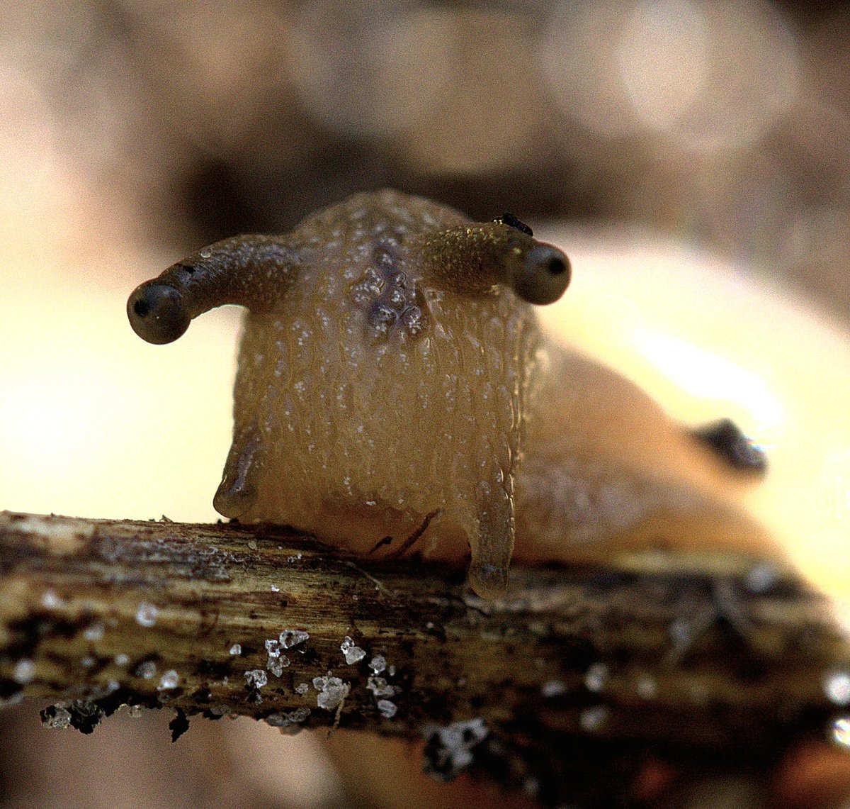 Boutros_Boutros's tweet image. He's keeping an eye on things #gardening