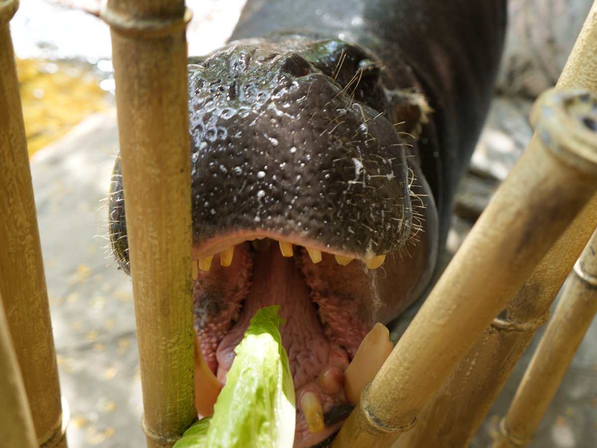 Louisville Zoo tweet media