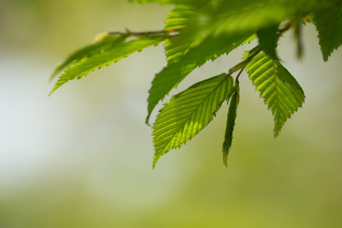Future_Echoes's tweet image. New #leaves #spring #bokeh #depthoffield #green #photography #photo