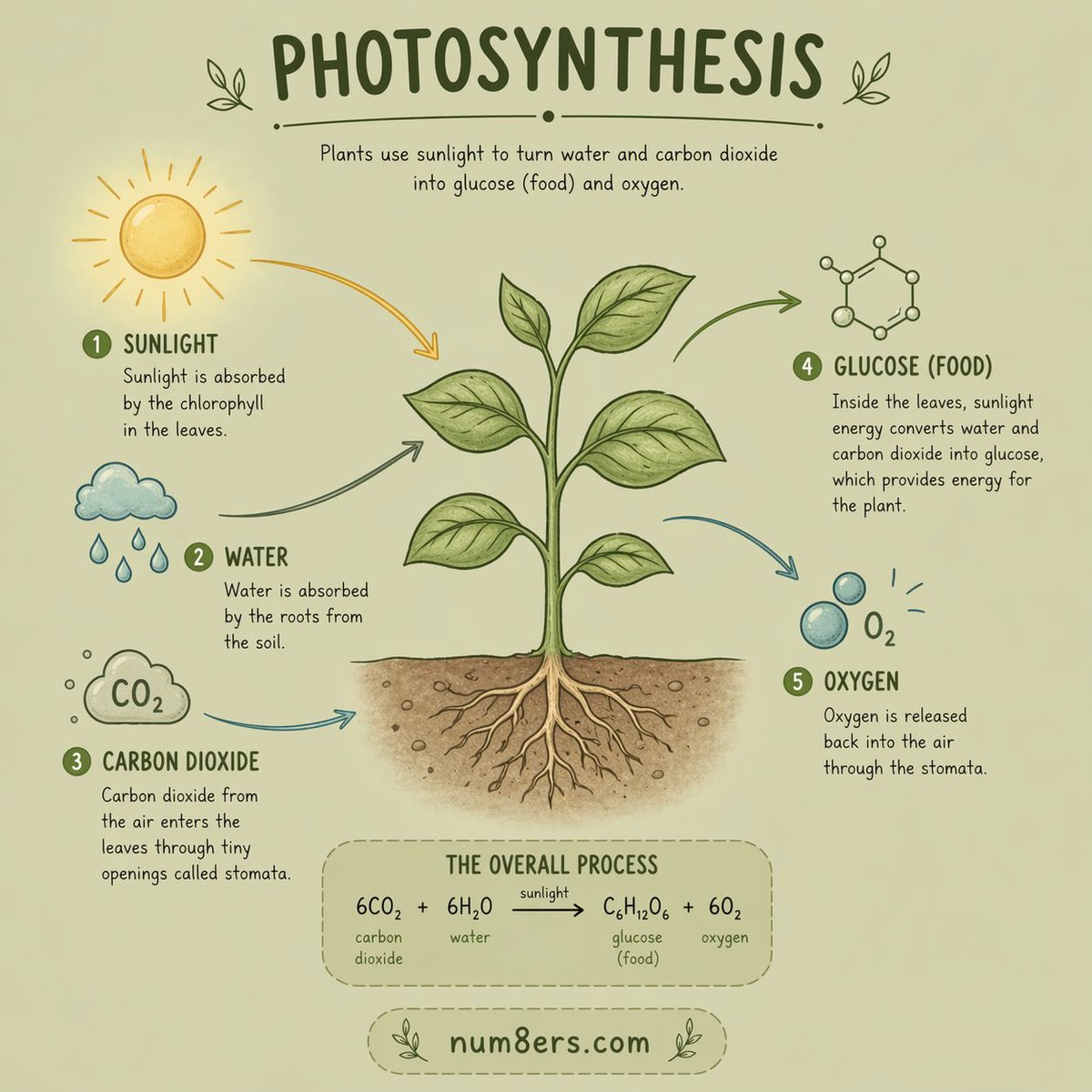 Num8ersD's tweet image. Photosynthesis made simple 🌱 Learn how plants turn sunlight, water &amp;amp; CO₂ into glucose and oxygen. One visual = full concept clarity. Perfect for students &amp;amp; educators. Save this for exams 🚀 #Biology #STEM #Photosynthesis #Science #Learning #num8ers