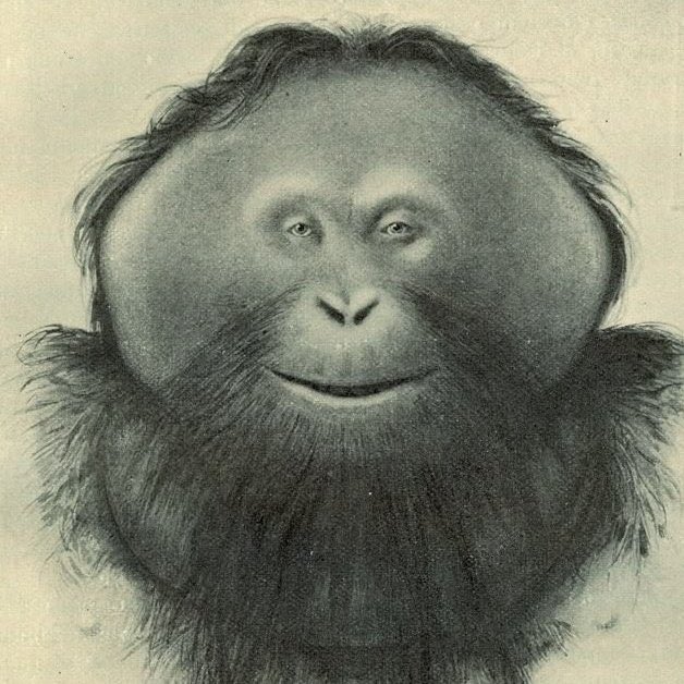 darwin was right
monk is left
