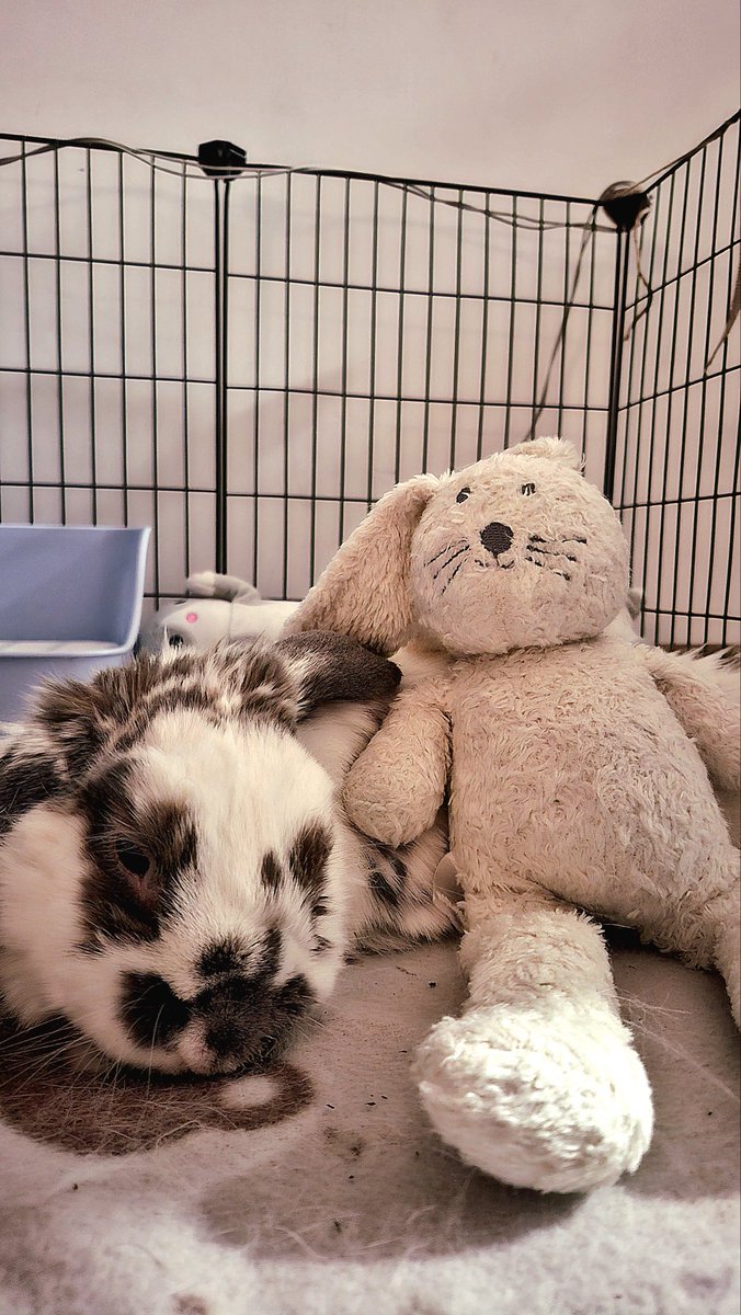 TosiekBunny's tweet image. Me with my best friend #cute #bunny #onlyfans #bff #うさぎ #野ウサギ