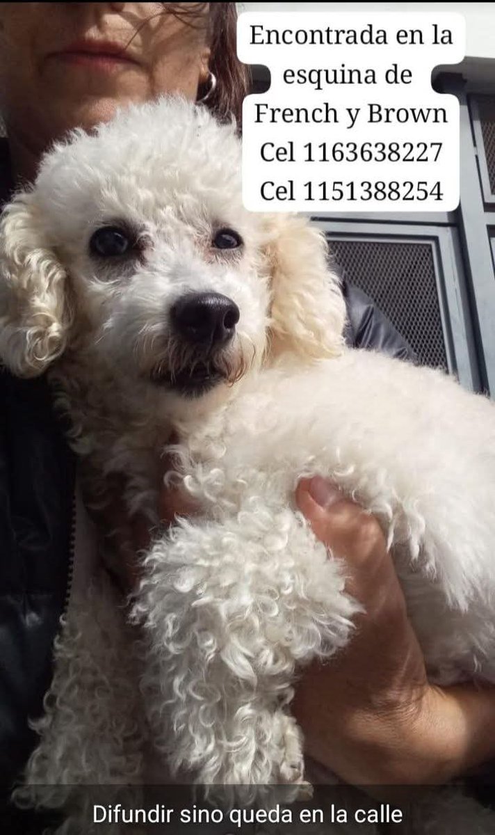DIFUNDIR POR FAVOR!!!💞 Alguien está BUSCANDO A ESTA ANGELITA???🙏🥹🏠💓 Desde ya, muchas gracias!!!🐶🤗❤️ #Quilmes #PerraEncontrada
