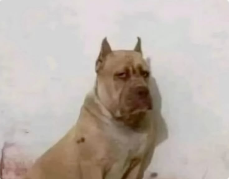 CristianUlloa17 tweet media