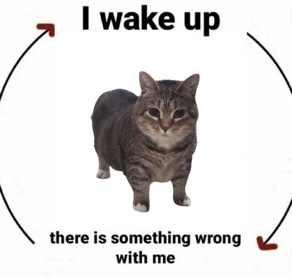 Punch Cat tweet media