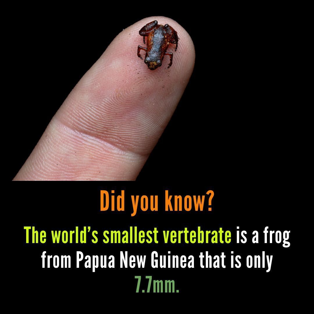 MrRookTalk's tweet image. Today is Save The Frogs Day! 
These tiny legends are ecosystem MVPs, devouring mosquitoes and keeping our world in balance. 
#Conservation #EcoFriendly #Amphibians #BioDiversity