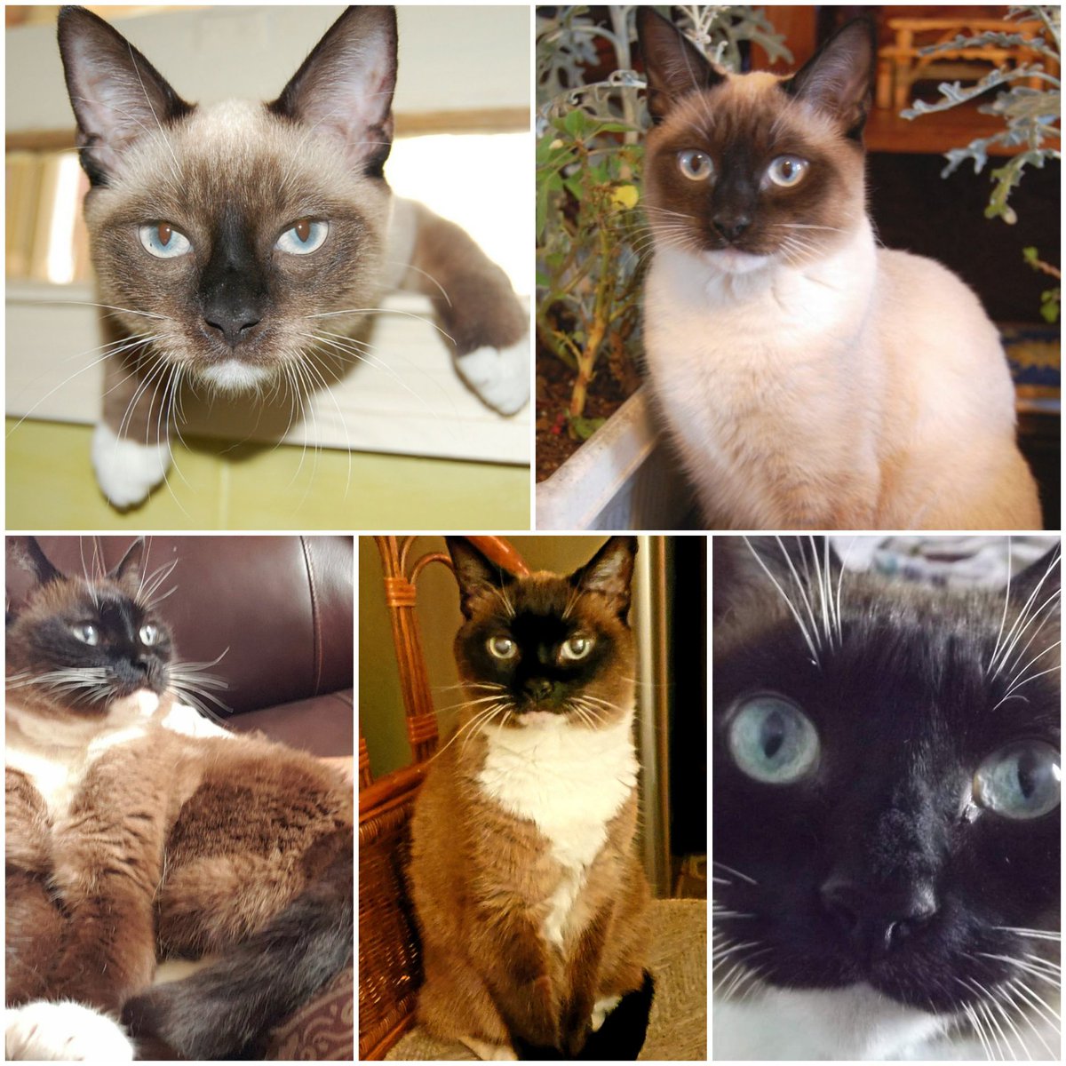 CassieJFox's tweet image. #OTRB 🌈  Remembering our beloved darling Troms De LaShoms on the anniversary date of her crossing the bridge. We miss her so much. If our love couldve saved her, she would have lived forever. ♡March 23-2008 - April 28-2023♡ #Remember #Memories #WeMissYou #SouthernBelleFelunes