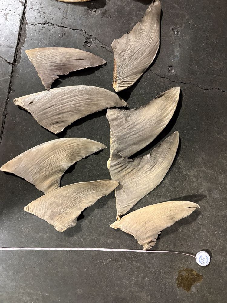 California Department of Fish and Wildlife tweet media