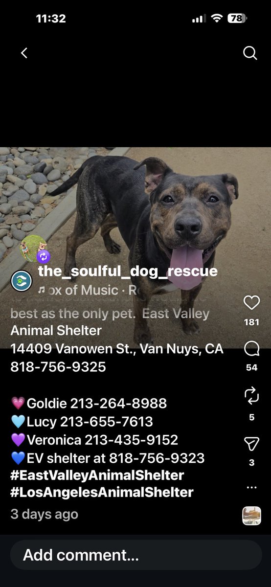 KristinaJulia2's tweet image. #URGENT - BOO dies TOMORROW, pls RT to help save this dogs life.  I’ve put the phone #s first praying someone steps up &amp;amp; saves her! - Watch the video. She’s a well trained , healthy &amp;amp; sweet dog that doesn’t deserve to lose her life. #AdoptDontShop #dogs

instagram.com/reel/DXr9RJUD4…