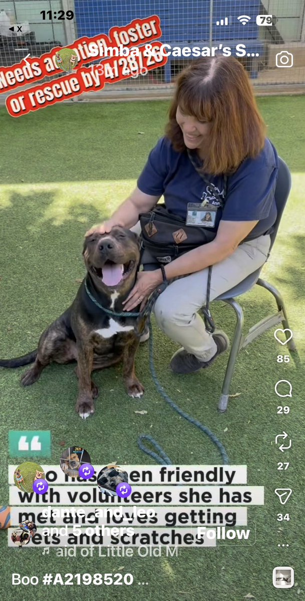 KristinaJulia2's tweet image. #URGENT - BOO dies TOMORROW, pls RT to help save this dogs life.  I’ve put the phone #s first praying someone steps up &amp;amp; saves her! - Watch the video. She’s a well trained , healthy &amp;amp; sweet dog that doesn’t deserve to lose her life. #AdoptDontShop #dogs

instagram.com/reel/DXr9RJUD4…