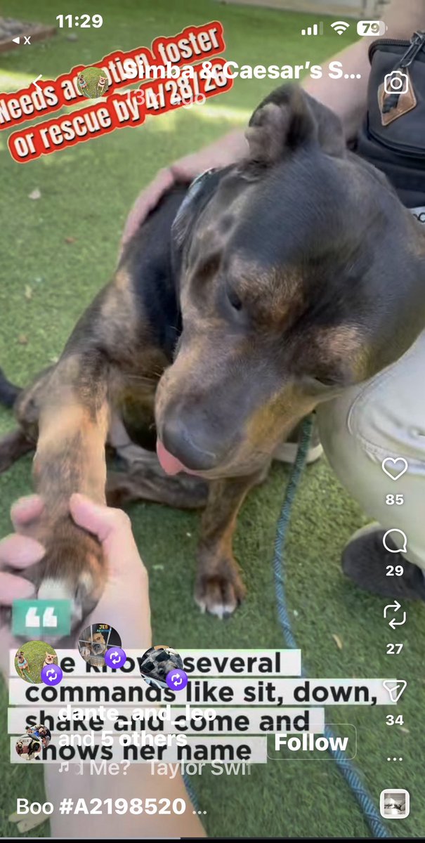 KristinaJulia2's tweet image. #URGENT - BOO dies TOMORROW, pls RT to help save this dogs life.  I’ve put the phone #s first praying someone steps up &amp;amp; saves her! - Watch the video. She’s a well trained , healthy &amp;amp; sweet dog that doesn’t deserve to lose her life. #AdoptDontShop #dogs

instagram.com/reel/DXr9RJUD4…