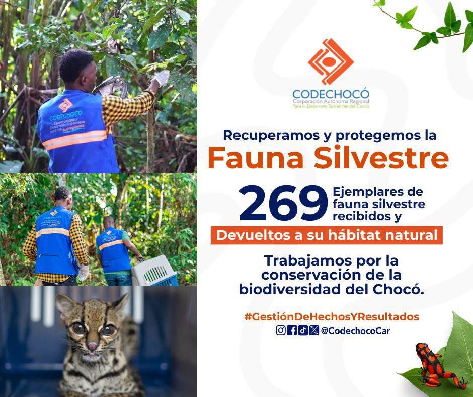 CODECHOCÓ tweet media