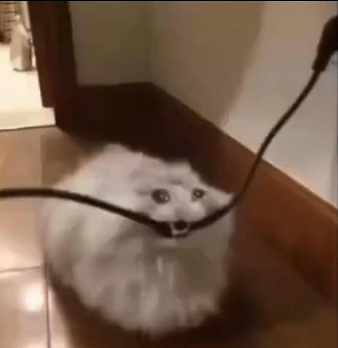 Bleu Cobalt tweet media