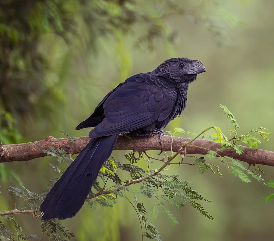 joancarroll's tweet image. Groove-Billed Ani South Texas! buff.ly/3sc6mTP #ani #bird #birdphotography #wildlife #wildlifephotography #perched  #Travel #travelphotography #giftideas @joancarroll