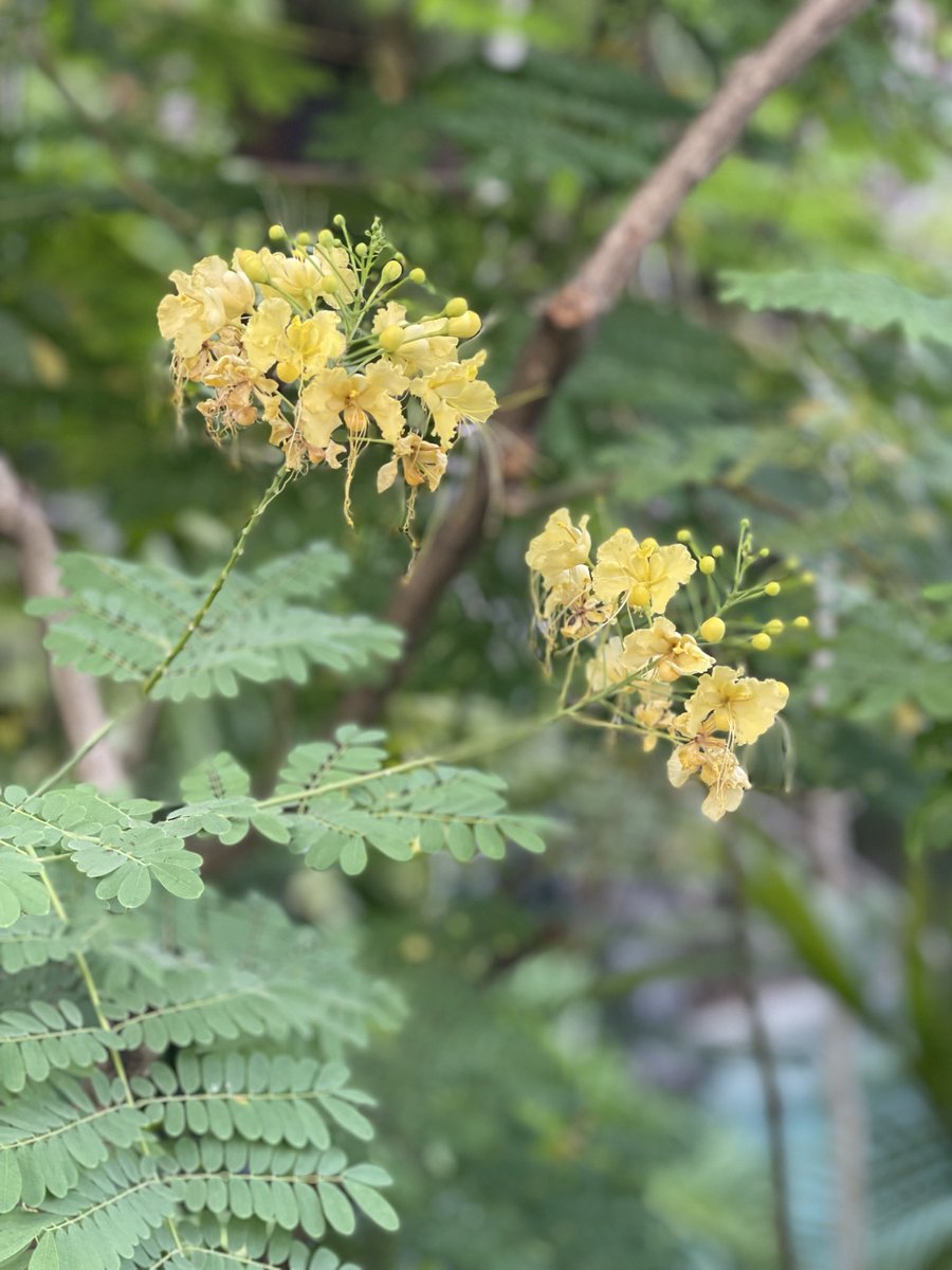 BrooklynMorganJ's tweet image. for me to be a success
in my endeavors

requires that
i genuinely
show the
gratitude
passion
grace
love

to
create
elegant
beautiful
reflections

of my soul
in all that
i envision
i share
i do

i am
brooklynmorgan
#inspire