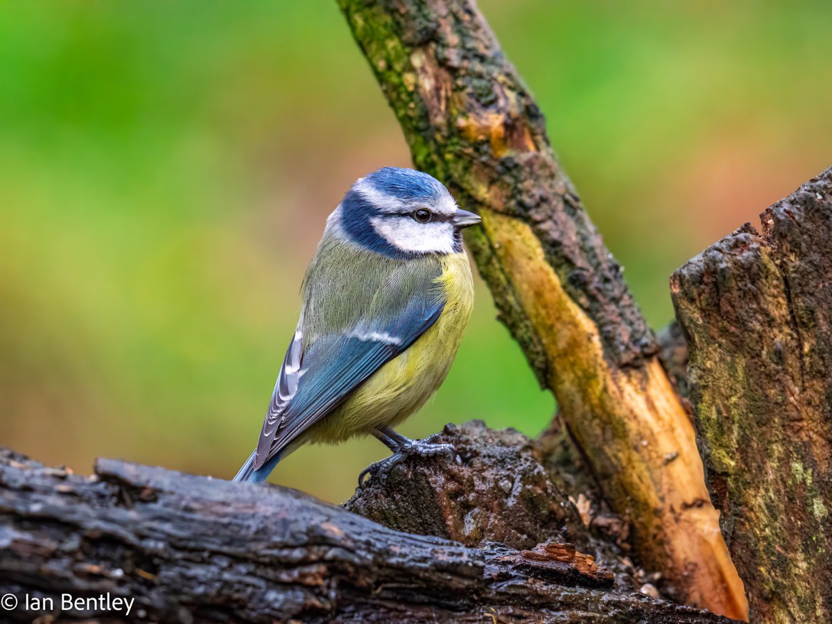 IanMBentley's tweet photo. Another selection of some of the birds in Barnwell Country Park on the same day - OM1 &amp; 150-600mm - 20th February
@OMSYSTEMcameras @OlympusMagazine
@AP_Magazine @bbcwildlifemag @BBCCountryfile #birdphotography #wildlife https://t.co/fYTQOv40od