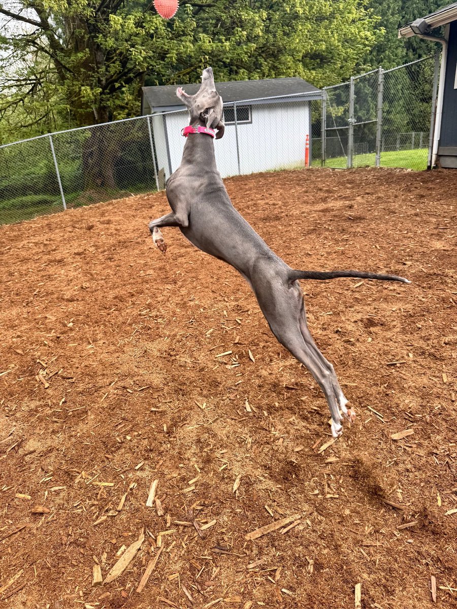 Greyhound Pets, Inc. 💙 tweet media
