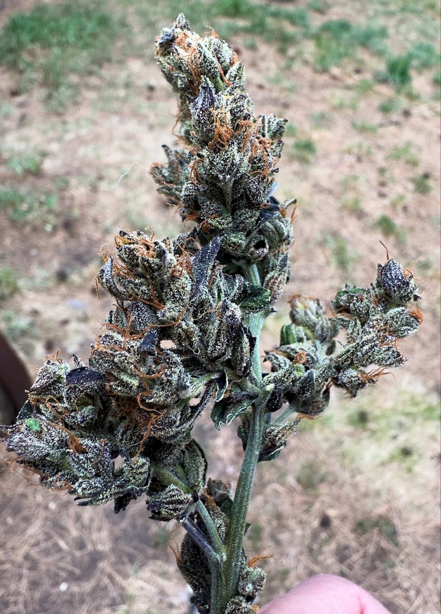 HummusMonk tweet media