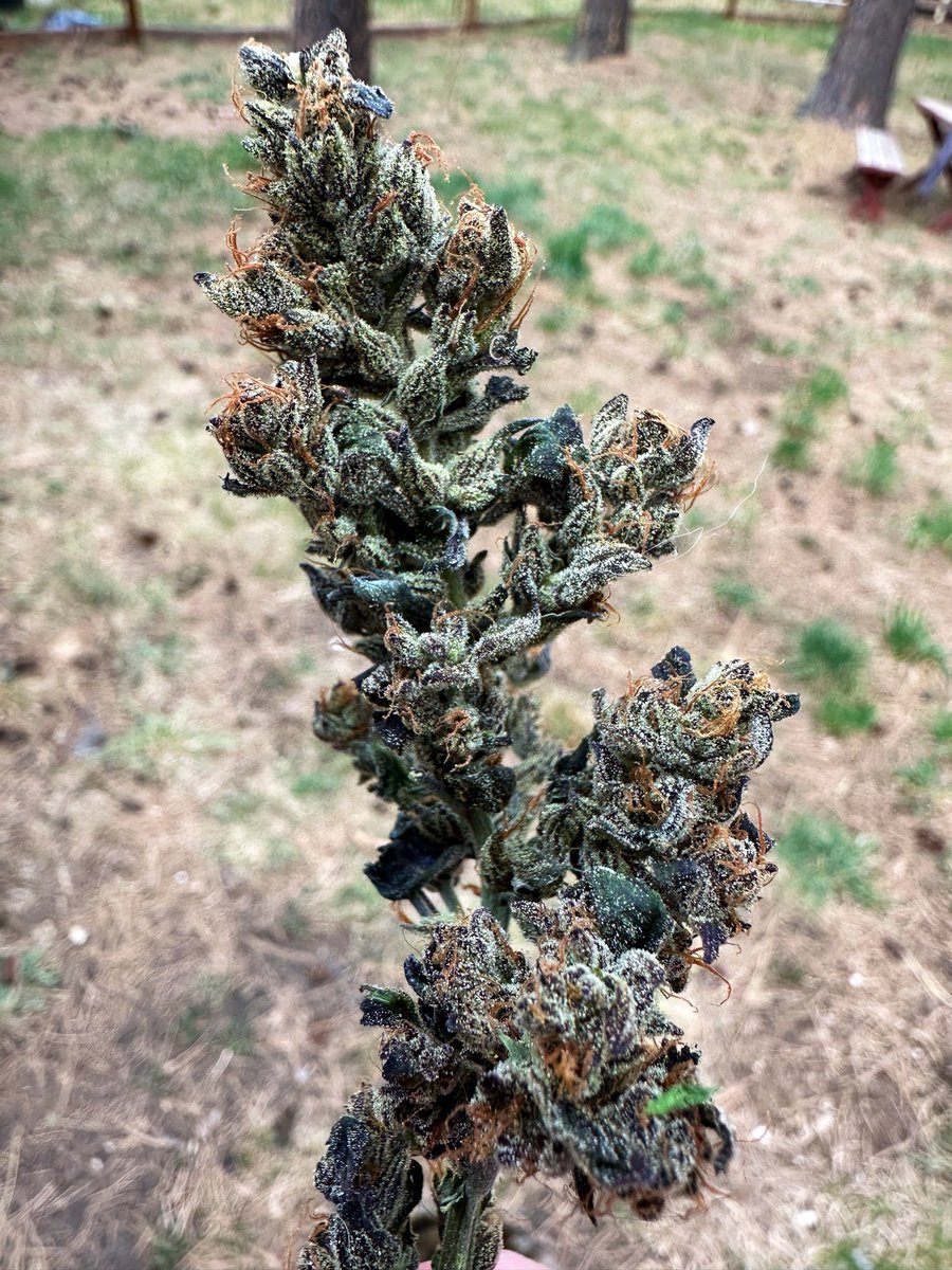 HummusMonk tweet media