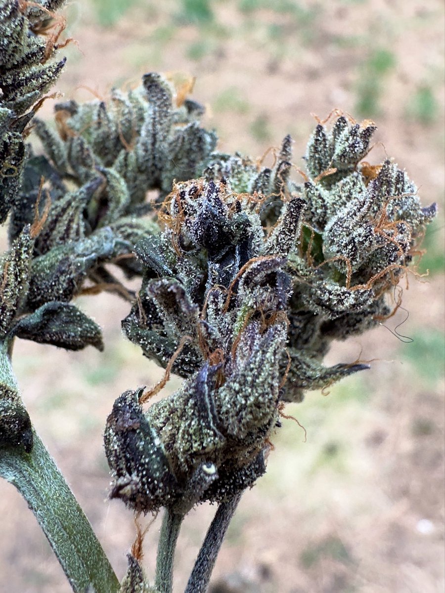 HummusMonk tweet media