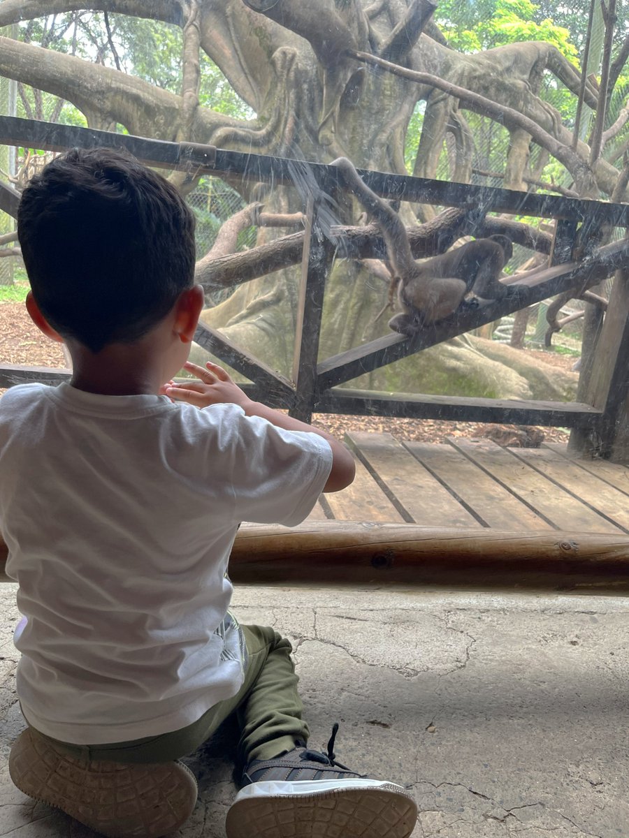 Zoológico de Cali tweet media