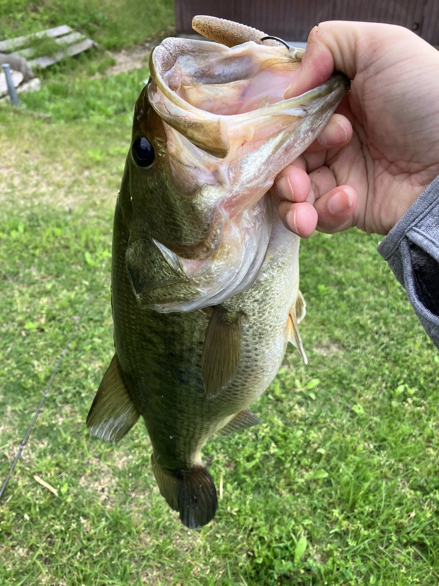 hiroro_radio's tweet image. おはようございバス‼️音声配信なのに見えバスを釣るという快挙🙌www
 #engine  #verme90 で水面をドッグウォークからのフォールでパクッと🐟気持ち良い時間でした🤤
今朝も遊びに来てくれた皆さんありがとうございました😆