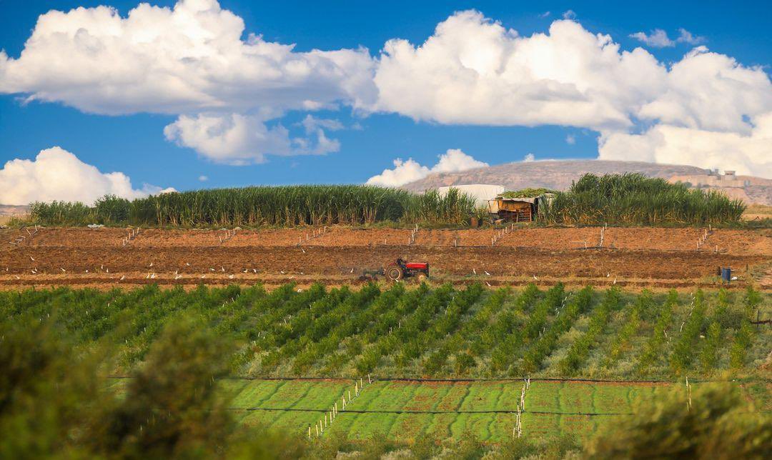 Omar Hamad | عُـمَـرْ 𓂆 tweet media